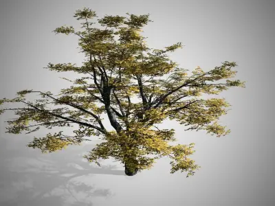 Cherry Fall Tree Low-poly 3D model