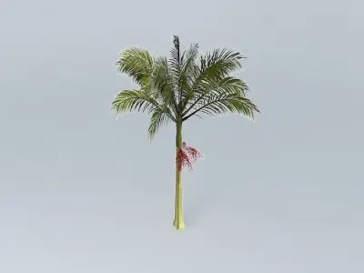 Alexandra Palm Archontophoenix alexandrae 02 Free 3D model