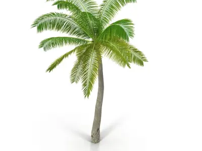Coconut palm 3D model