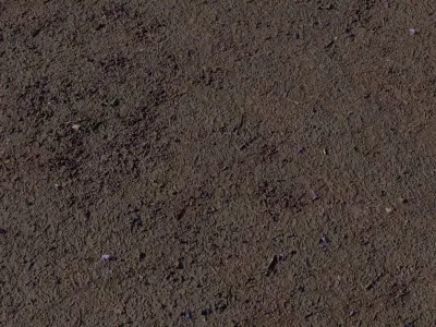 Jacaranda Leaf Litter Soil Ground PBR Texture  Texture