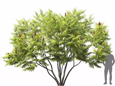 Rhus Tuphina 01 3D model