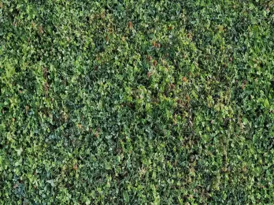 Seamless Mossy Ground Texture  Texture