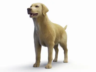  Full Dog Male Anatomy Static - Hair and Fur 