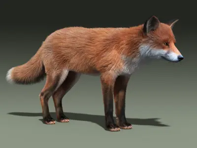  Red Fox(FUR)(RIGGED) 