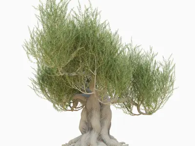 Old olive tree 3D model