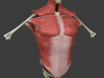Human Torso Muscle Anatomy Medical Edition 3D model