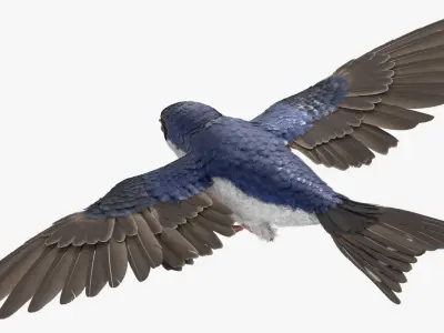  Flying House Martin Bird Animated Rigged 