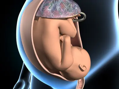 Pregnant - Fetus and Uterus 