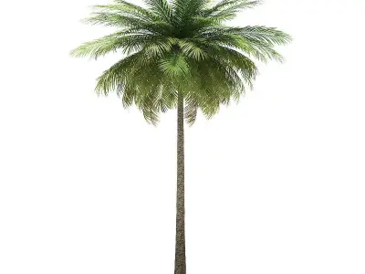 Coconut Palm Tree 3D Model 9m 3D model