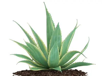 Aloe Aloe Vera 3D model