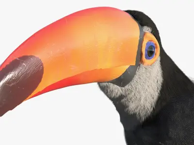  Toucan on Branch Fur for Cinema 4D 