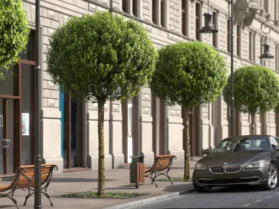 Globe Cherry Prunus Eminens Umbraculifera - 3 unique 3D models 3D model