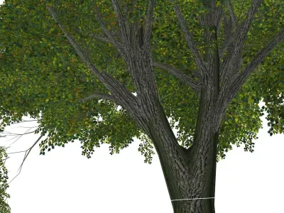 Tree - 00003 Low-poly 3D model