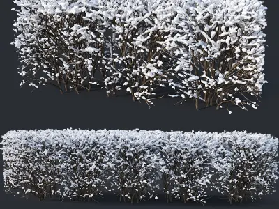 Cotoneaster lucidus Nr7 winter hedge set 3D model