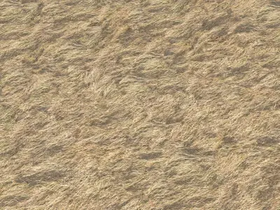 Dry grass field 2 PBR Texture