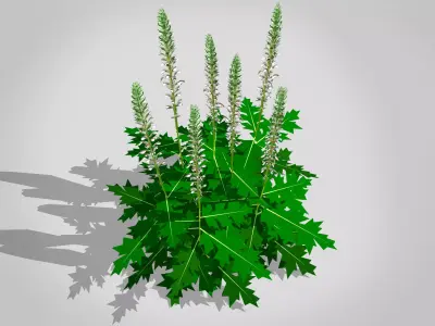 Acanthus Mollis Low-poly 3D model