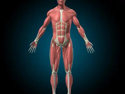  Muscles and Skeleton - Rigged 