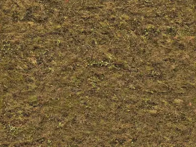 Seamless Brown Grass   Earth Texture  Texture