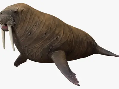 Walrus Rigged For Blender Animated Set 