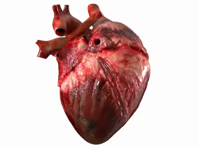  Human Heart Anatomy Animation 3D 