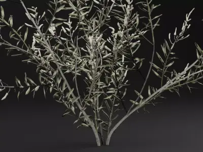 Gossypium Thurberi Plant 3D model