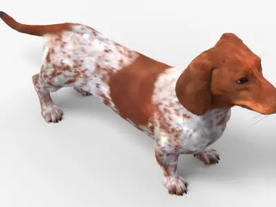 Short-Legged Hound with Dapple Coat Fur for Maya 