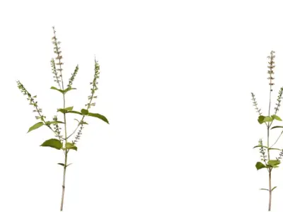 Realistic Flowering Herb Sprig Low-poly 3D model