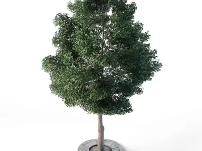 Small Leaved Lime Tree 460 cm Low-poly 3D model