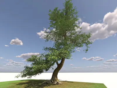 San Benedetto plane tree 3D model