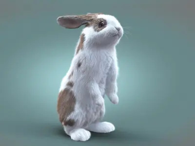  Rabbit Spotted RIG XGEN 