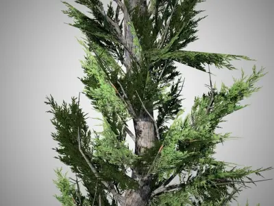Hollywood Juniper Tree Low-poly 3D model