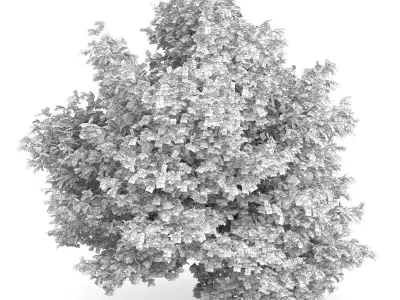 Common Hazel Tree Corylus avellana 3D model