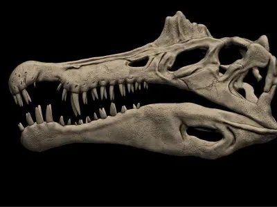 Spinosaurus Skull  3D print model
