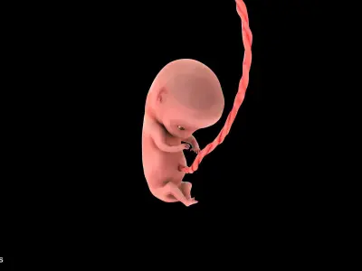10 Weeks Human Fetus Low-poly 3D model