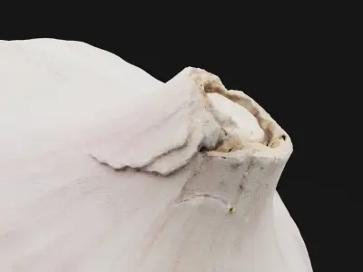 Garlic  3D model