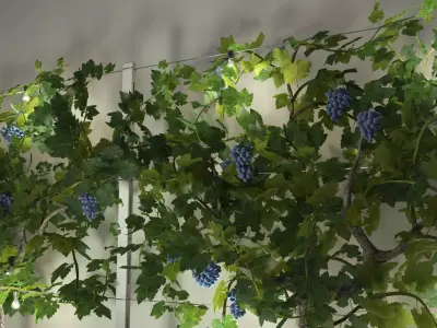 Wine Plant Vineyard Grapes fruits v2 3d model  3D model