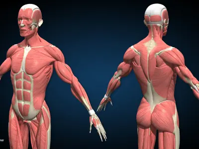 Male Muscular Skeletal V2 - Advanced Rig 3D model