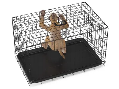  Aggression Brown Macaque Isolated in Cage Fur for Cinema 4D 