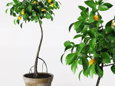Indoor lemon tree 3D model