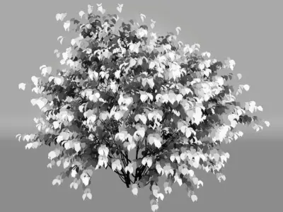 Philadelphus Coronarius Nr3 Three sizes - More blossom 3D model