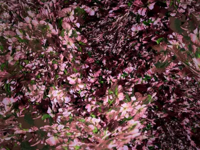 Peach Tree Flowers LODs Low-poly 3D model