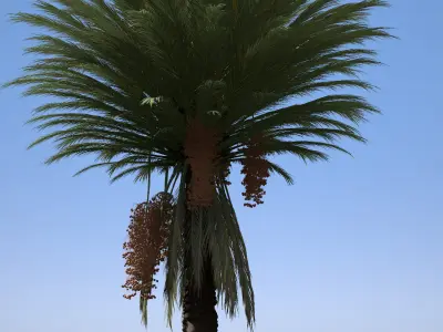 4 Stylized Date Palm Tree Variations  Low-poly 3D model