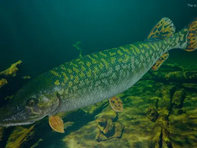  Rigged Fishes Collection 5 for Cinema 4D 