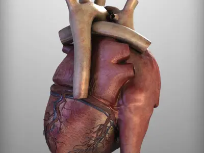 Human Heart Low-poly 3D model