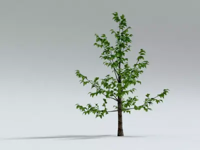 laos Norway Maple Acer platanoides 3D model
