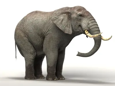  Elephant Rigged 