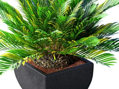Decorative Evergreen Cycas Palm Tree in lower pot Urn ArtDeco 3D model