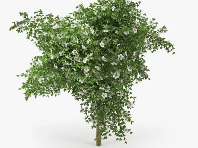 Hibiscus tree 3D model