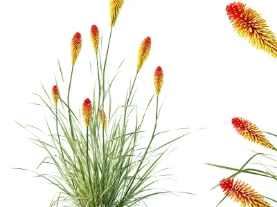 AV Carex Elata Aurea Grass and Kniphofia Caulescens 3D model