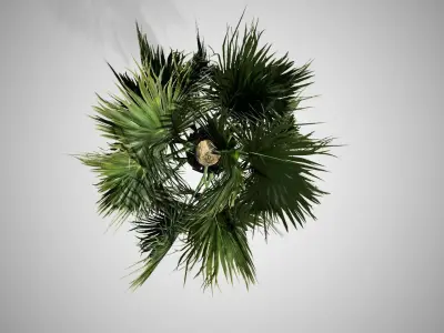 Palmetto Tree Low-poly 3D model